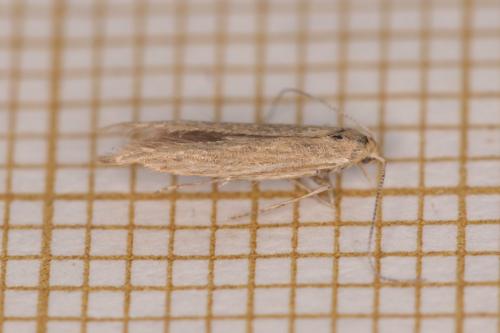 Réf. 346 564 : Coleophora atriplicis